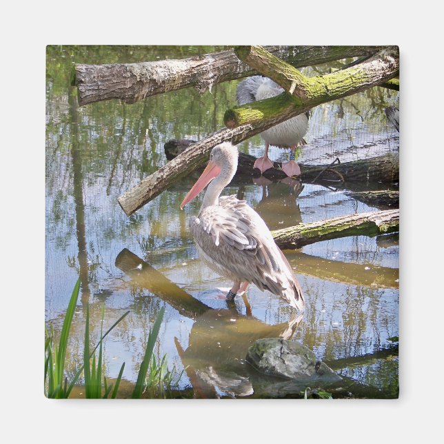 PELICANS MAGNET (Front)