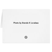 Pelicans Napping Card 5X7 (Back Horizontal)