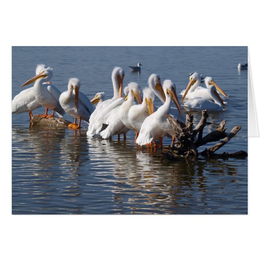 Pelicans Napping Card 5X7 (Front Horizontal)