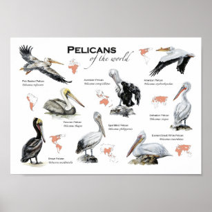 pelicans of the world poster
