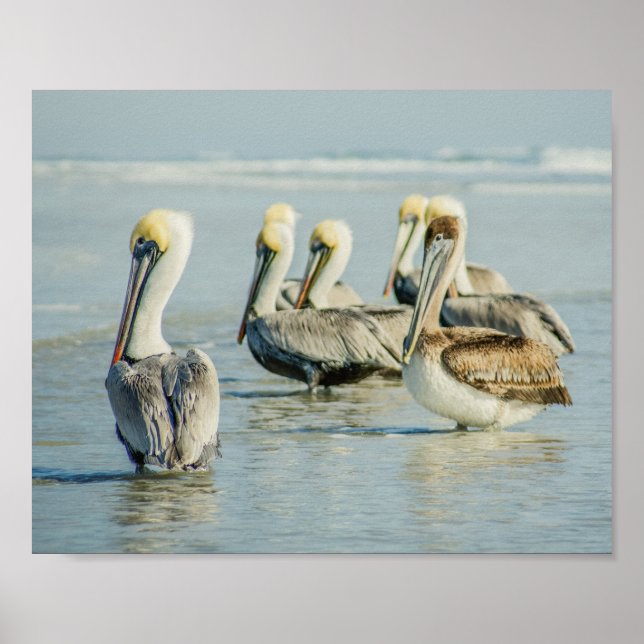 Pelicans on a Florida Beach Poster Print (Front)