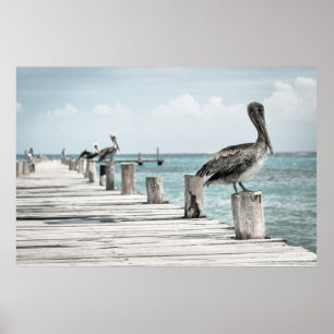 Pelicans on a Pier Poster