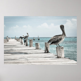 Pelicans on a Pier Poster