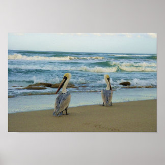 Pelicans on Jensen Beach in Florida Poster