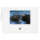 Pelicans On Sea Rocks, (Back Horizontal)