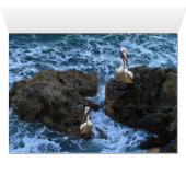 Pelicans On Sea Rocks, (Inside Horizontal (Bottom))
