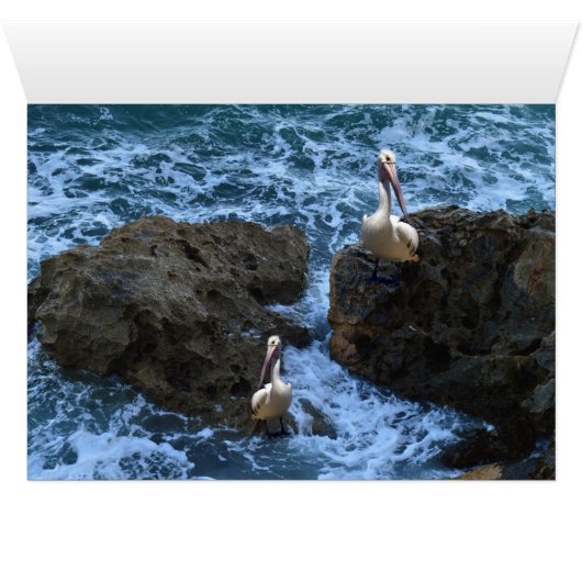 Pelicans On Sea Rocks, (Inside Horizontal (Bottom))