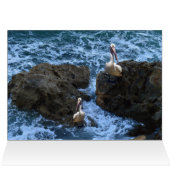 Pelicans On Sea Rocks, (Inside Horizontal (Top))