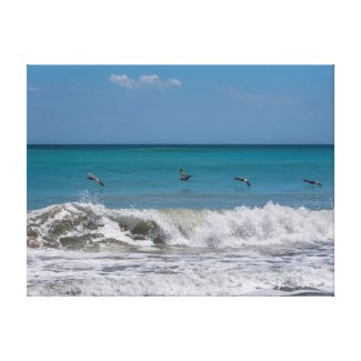 Pelicans over the Atlantic ocean