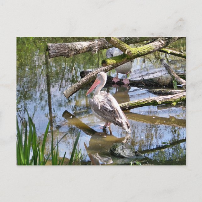 PELICANS POSTCARD (Front)