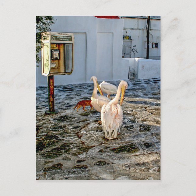 Pelicans Postcard (Front)