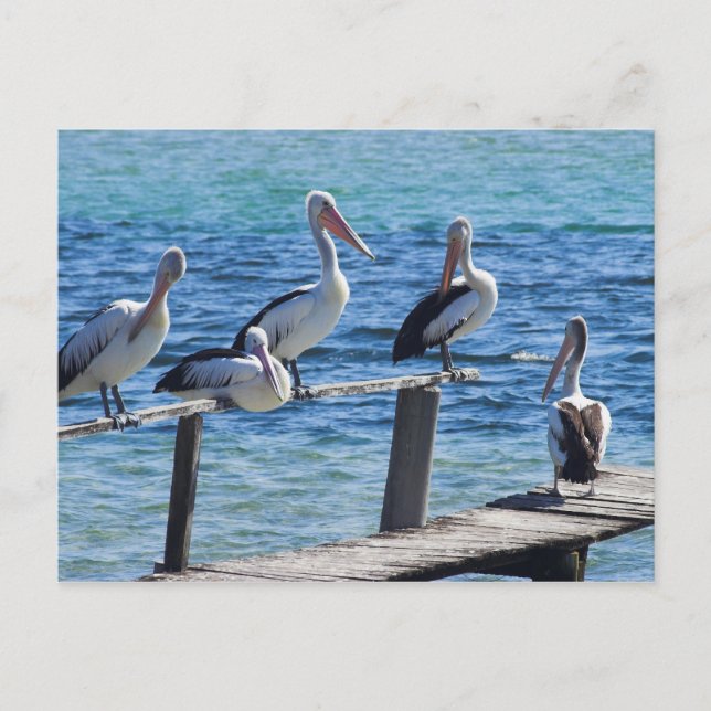 Pelicans Postcard (Front)