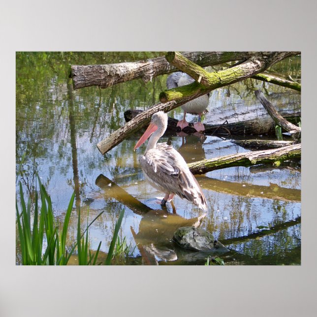 PELICANS POSTER (Front)
