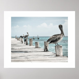 Pelicans Poster