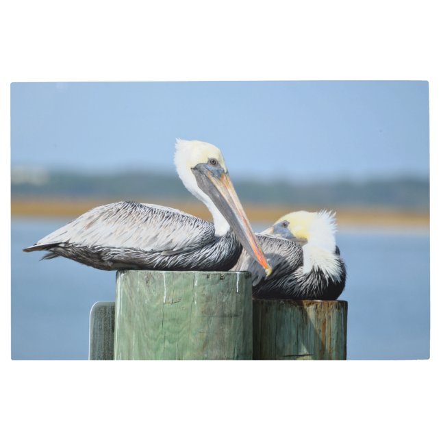 Pelicans resting on a pilling  metal print (Front)