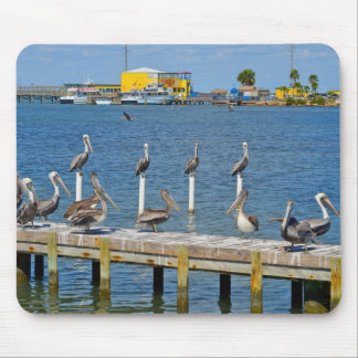 Pelicans Sunbathing Mouse Pad