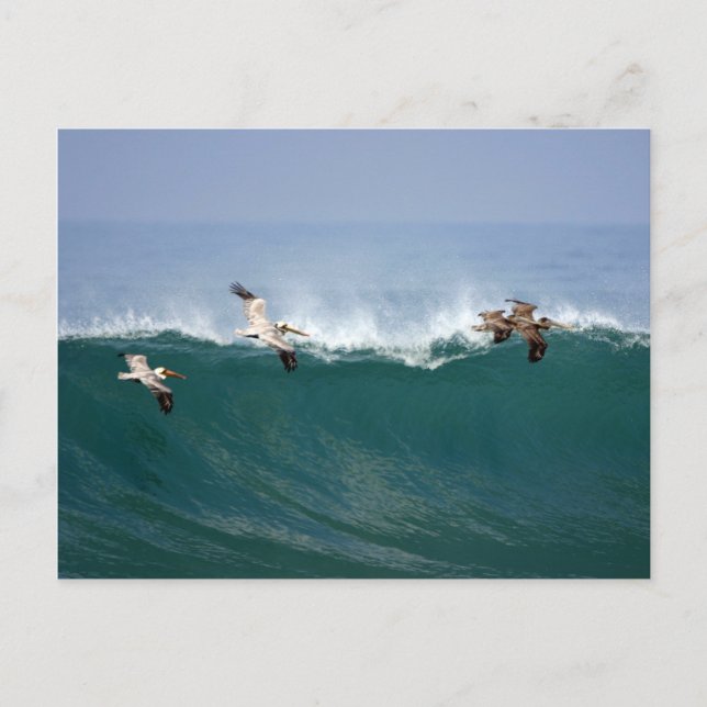 Pelicans Surfing Postcard (Front)