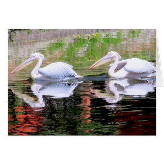 Pelicans Swimming in a Lake Cards