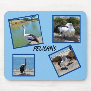 Pelicans The World Coolest Bird Four Photo Frames, Mouse Pad