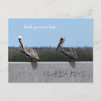 Pelicans (with customizable text) postcard