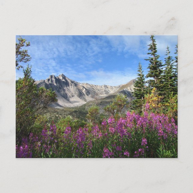 Pelly Mountain Vista Postcard (Front)