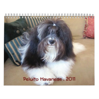 Peluito Havanese . 2011 Calendar