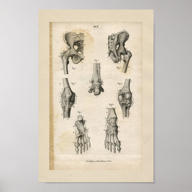 Pelvic Foot Bones Vintage Anatomy Print (Front)