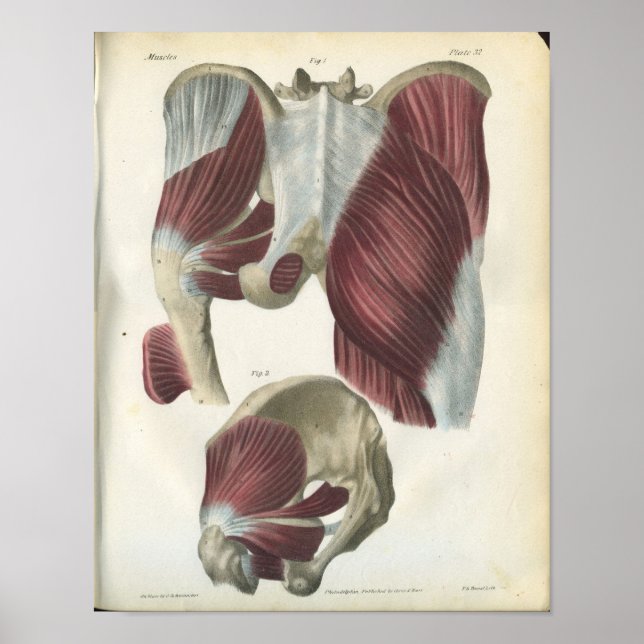 Pelvic & Hip Muscles Anatomy Print (Front)