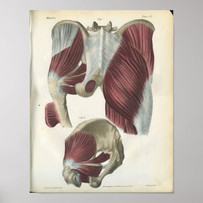Pelvic & Hip Muscles Anatomy Print