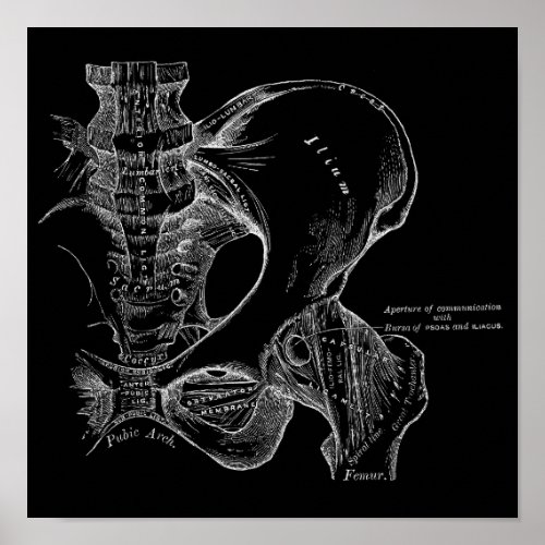 Pelvis Anatomy Science Illustration White on Black Poster