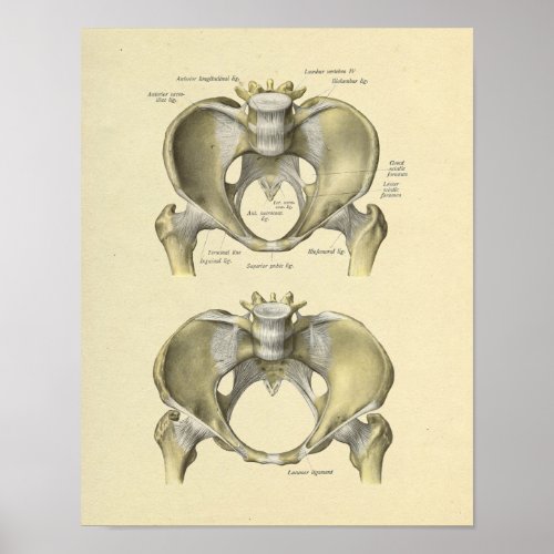 Pelvis Lumbar Joint Anatomy Bones Print