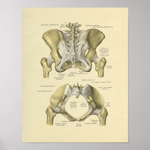 Pelvis Lumbar Joint Anatomy Bones Print