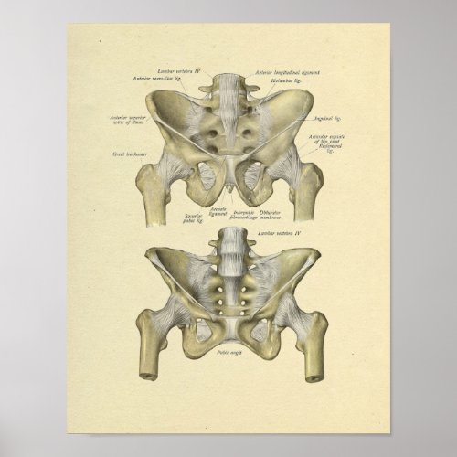 Pelvis Lumbar Joint Anatomy Bones Print