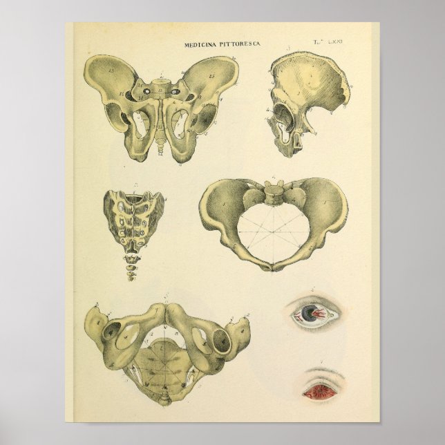 Pelvis Pelvic Bones Vintage Anatomy Art Print (Front)