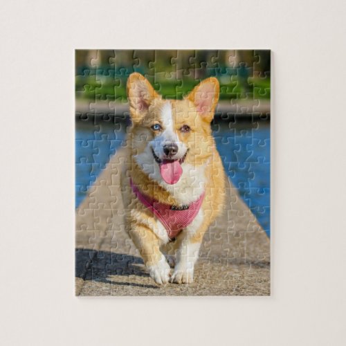 Pembroke Corgi dog beautiful photo jigsaw puzzle