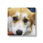 Pembroke Welsh Corgi Canvas Print