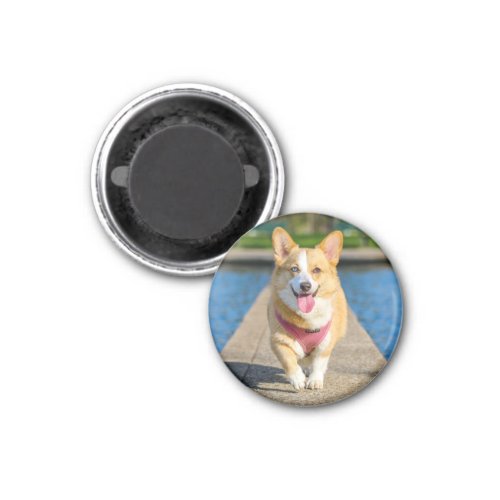Pembroke Welsh Corgi dog beautiful photo magnet