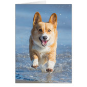 Pembroke Welsh Corgi Dog Running On The Beach (Front)