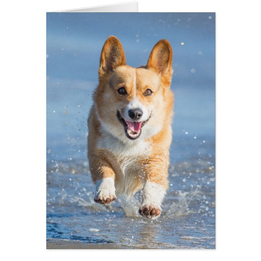 Pembroke Welsh Corgi Dog Running On The Beach (Front)