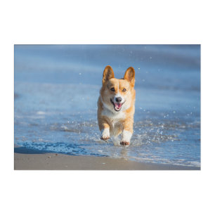 Pembroke Welsh Corgi Dog Running On The Beach Acrylic Print