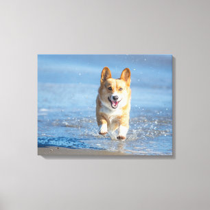 Pembroke Welsh Corgi Dog Running On The Beach Canvas Print