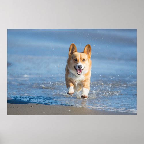 Pembroke Welsh Corgi Dog Running On The Beach Poster