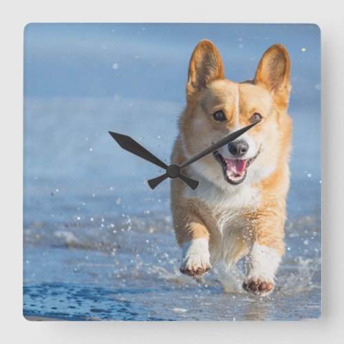 Pembroke Welsh Corgi Dog Running On The Beach Square Wall Clock