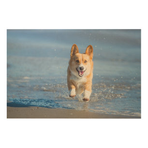 Pembroke Welsh Corgi Dog Running On The Beach Wood Wall Decor