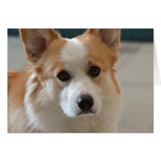 pembroke welsh corgi face cards