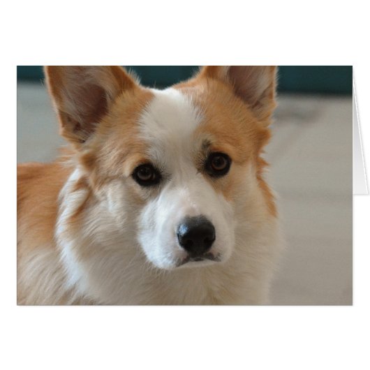 pembroke welsh corgi face cards (Front Horizontal)