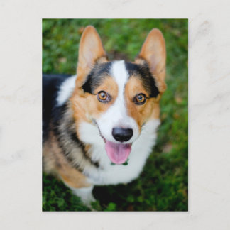 Pembroke Welsh Corgi Postcard