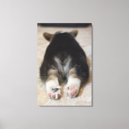 Pembroke Welsh Corgi Puppy 2 Canvas Print