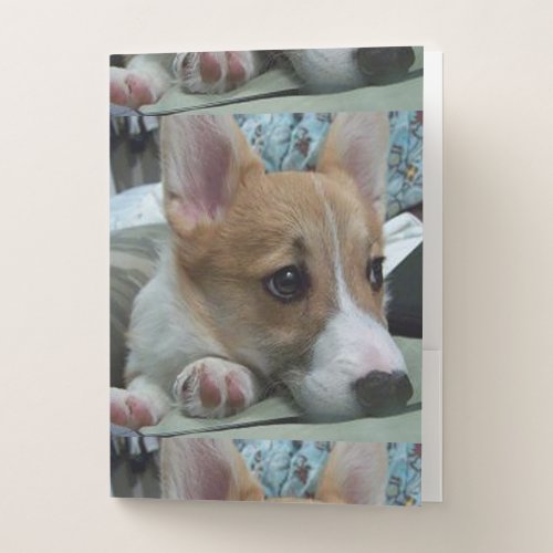 pembroke welsh corgi puppy 2 pocket folder