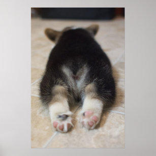 Pembroke Welsh Corgi Puppy 2 Poster